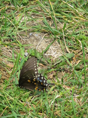 Papilio troilus