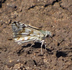 Heliopetes americanus bellatrix