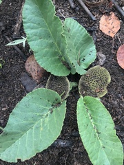 Dorstenia brasiliensis