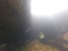 Johnrandallia nigrirostris