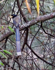 Urocissa flavirostris