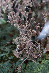 Calliarthron tuberculosum