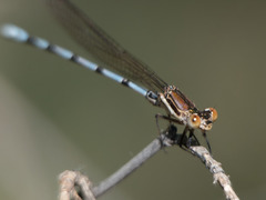 Argia joergenseni