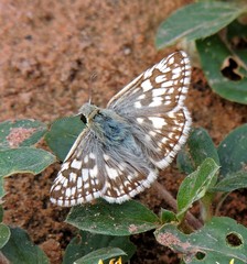 Heliopetes americanus bellatrix