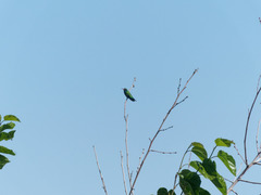 Chlorostilbon lucidus