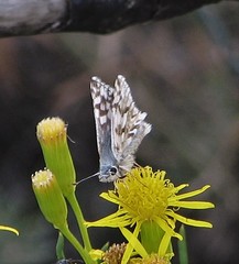 Heliopetes americanus bellatrix