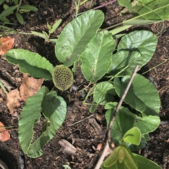Dorstenia brasiliensis
