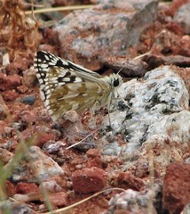 Heliopetes americanus bellatrix