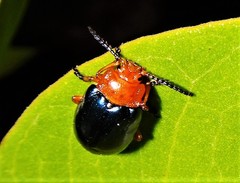 Lamprolina simillima