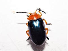 Lamprolina simillima