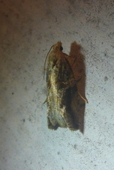 Proteoteras crescentana