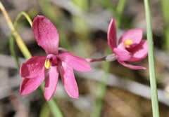 Thelymitra × macmillanii