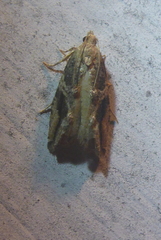 Proteoteras crescentana