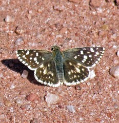 Heliopetes americanus bellatrix