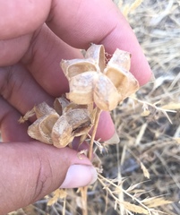 Fritillaria pluriflora