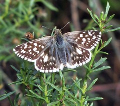 Heliopetes americanus bellatrix