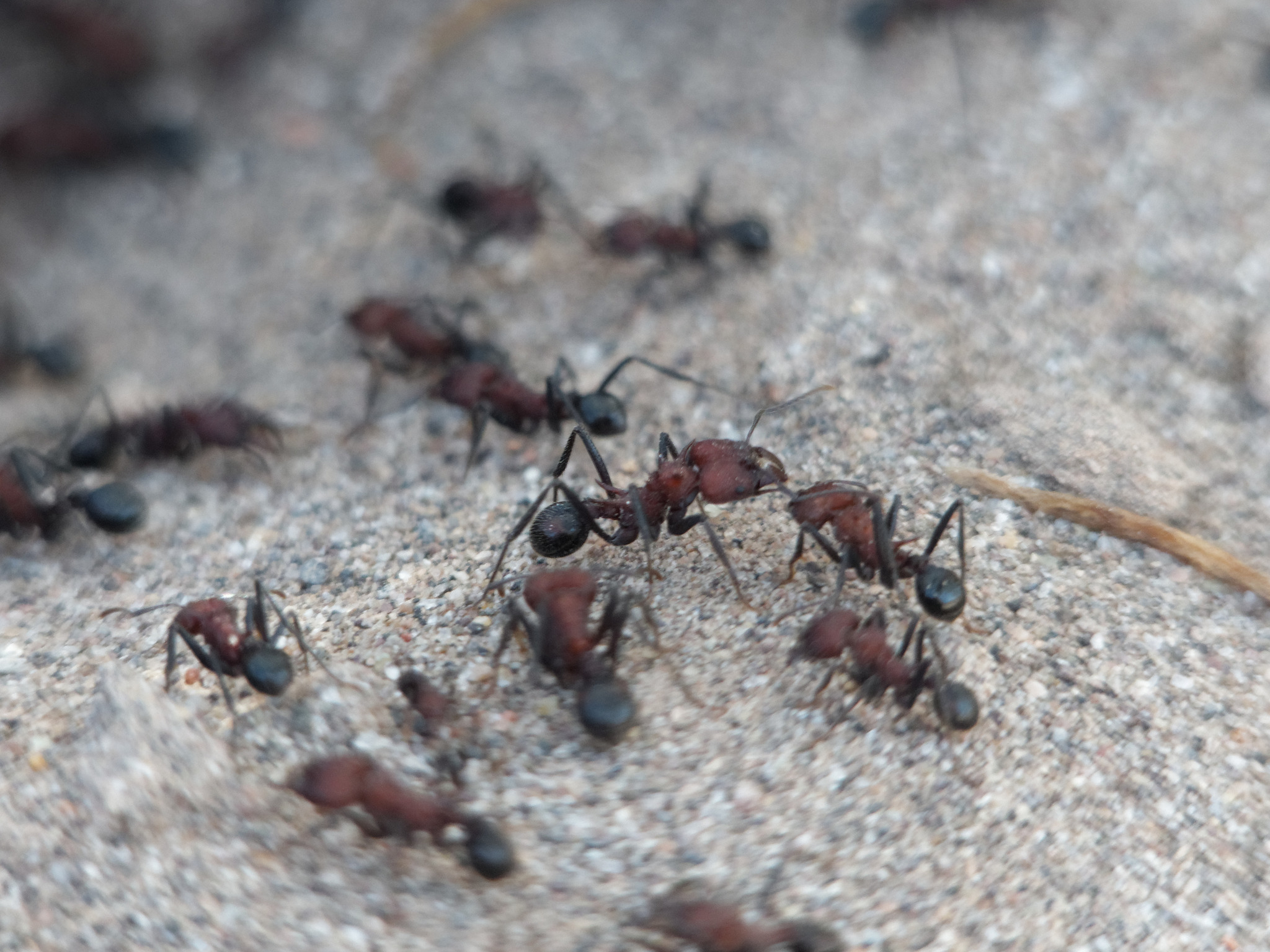 Amoimyrmex