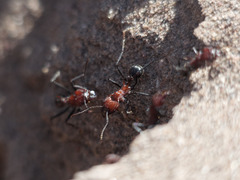 Amoimyrmex