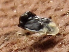 Pycnoderes