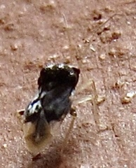 Pycnoderes