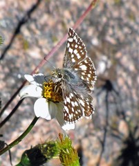 Heliopetes americanus bellatrix