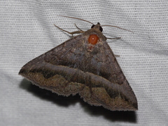 Lesmone griseipennis