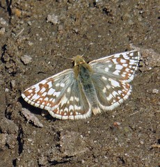 Heliopetes americanus bellatrix