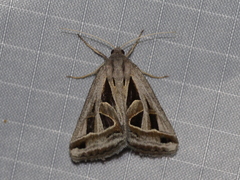 Callistege diagonalis