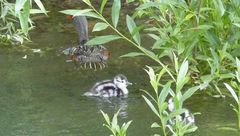 Merganetta armata armata