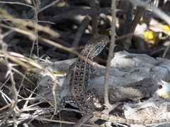 Liolaemus grosseorum