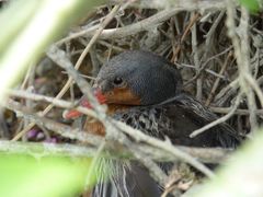 Merganetta armata armata