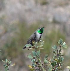 Oreotrochilus leucopleurus