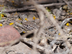 Liolaemus grosseorum