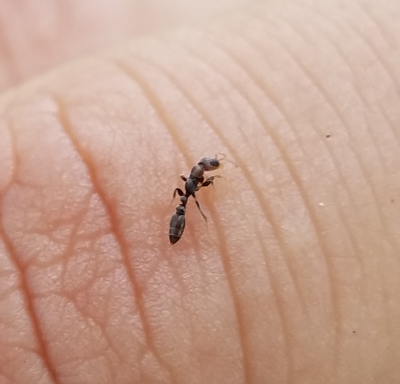 Pseudomyrmex oculatus