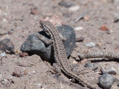 Liolaemus grosseorum