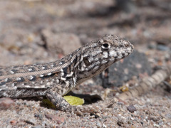 Liolaemus grosseorum