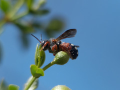 Epanthidium