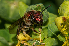 Augochloropsis tupacamaru