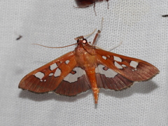 Phostria oajacalis