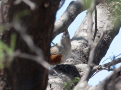 Rhinocrypta lanceolata