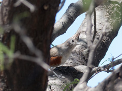 Rhinocrypta lanceolata