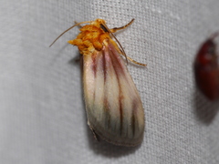 Eulithosia plesioglauca