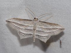 Arcobara multilineata