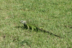 Iguana iguana