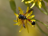 Zethus caridei - Photo (c) Quentin Vandemoortele, some rights reserved (CC BY-NC), uploaded by Quentin Vandemoortele