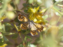 Sertania guttata