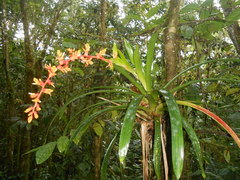 Guzmania multiflora