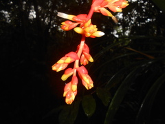 Guzmania multiflora