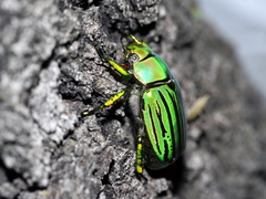 Chrysina gloriosa