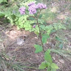 Stevia